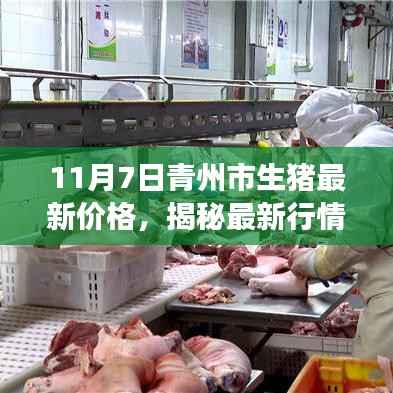 揭秘青州市生猪最新行情,11月7日价格动态分析