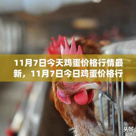 11月7日鸡蛋价格行情解析,最新深度分析与市场动态