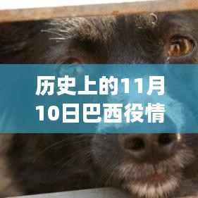 巴西历史上的重大转折,揭秘11月10日疫情最新消息背后的故事与现状