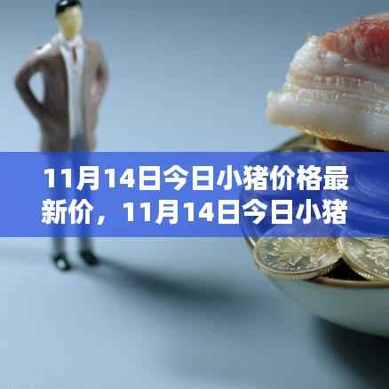 11月14日小猪价格最新行情分析与价格概览