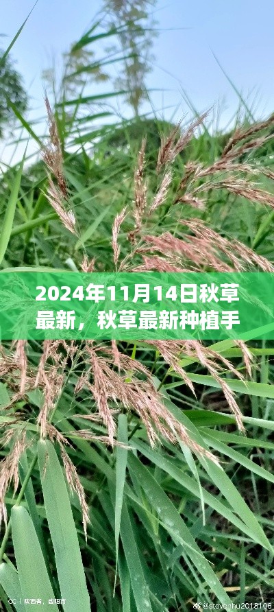 秋草最新种植手册,从入门到进阶,一步步学会如何种植与管理秋草(2024年指南)