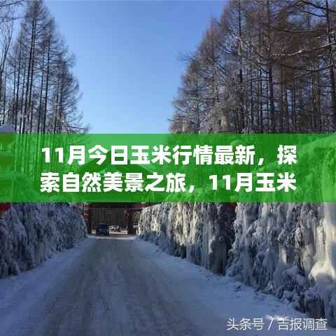 11月玉米行情与自然美景探索,宁静力量的背后