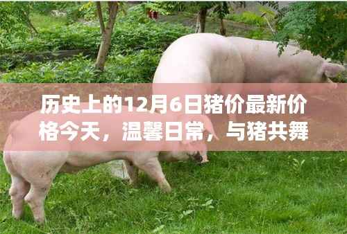 今日温馨日常,与猪共舞的日子——揭秘历史猪价背后的故事