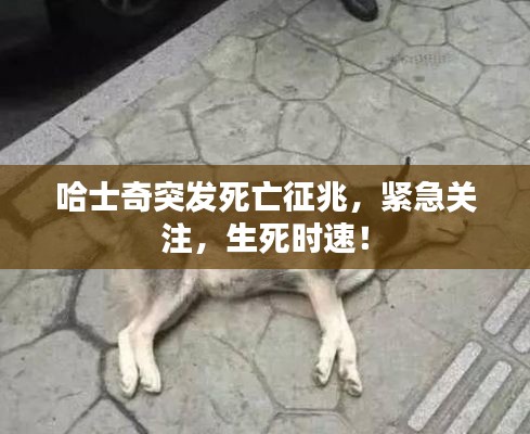 哈士奇突发死亡征兆，紧急关注，生死时速！