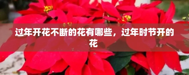 橘虞初梦 第2页