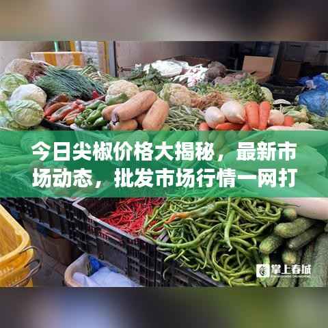 今日尖椒价格大揭秘,最新市场动态,批发市场行情一网打尽