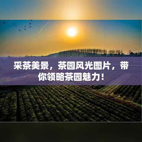 采茶美景,茶园风光图片,带你领略茶园魅力!