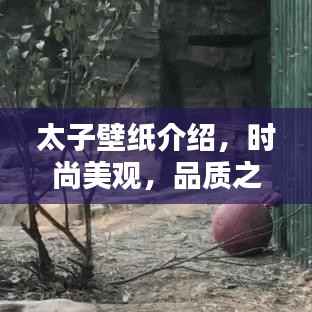 太子壁纸介绍,时尚美观,品质之选,百度收录标准标题!