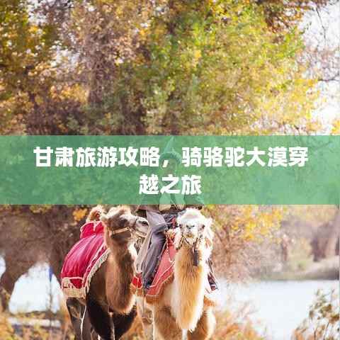 甘肃旅游攻略,骑骆驼大漠穿越之旅