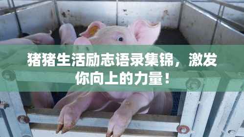 猪猪生活励志语录集锦,激发你向上的力量!
