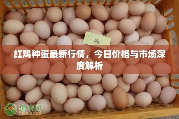 红鸡种蛋最新行情,今日价格与市场深度解析