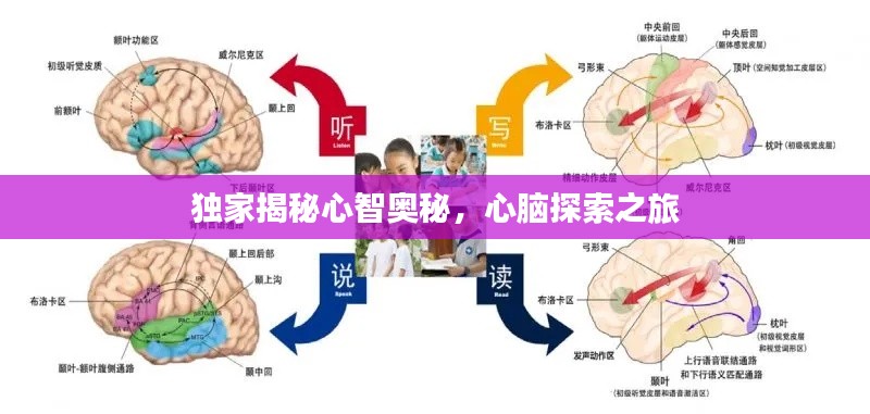 独家揭秘心智奥秘,心脑探索之旅