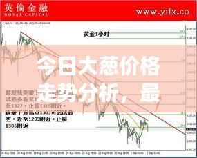 今日大葱价格走势分析,最新行情解读